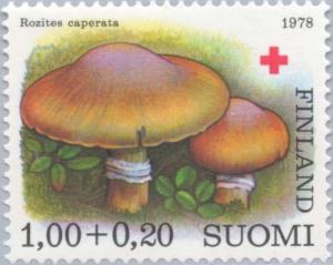 Colnect-159-724-Gypsy-mushrooms-Rozites-caperata.jpg