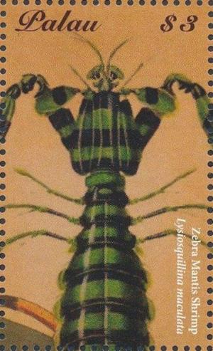 Colnect-4971-695-Zebra-Mantis-Shrimp-Lysiosquillina-maculata.jpg