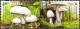 Colnect-4812-764-Meadow-Mushroom-Agaricus-campestris.jpg