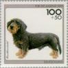 Colnect-154-082-Wire-haired-Dachshund-Canis-lupus-familiaris.jpg