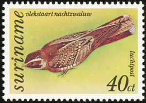 Colnect-2026-688-Spot-tailed-Nightjar-Hydropsalis-maculicaudus.jpg
