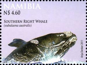 Colnect-3063-960-Southern-Right-Whale-Eubalaena-australis.jpg