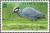 Colnect-3991-466-Yellow-crowned-Night-Heron-nbsp-Nyctanassa-violecea.jpg