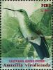 Colnect-5978-046-Green-and-white-Hummingbird-Amazilia-viridicauda.jpg