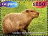 Colnect-3686-496-Capybara-Hydrochoerus-hydrochaeris.jpg