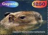 Colnect-3686-497-Capybara-Hydrochoerus-hydrochaeris.jpg