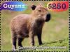 Colnect-3686-500-Capybara-Hydrochoerus-hydrochaeris.jpg