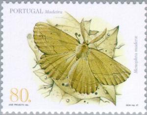 Colnect-187-293-Moth-Menophra-maderae.jpg