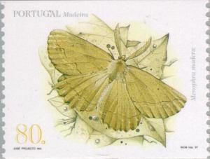 Colnect-187-298-Moth-Menophra-maderae.jpg