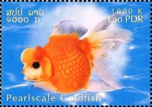 Colnect-2582-871-Pearlscale-Goldfish-Carassius-gibelio-forma-auratus.jpg
