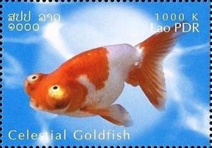 Colnect-2582-879-Celestial-Goldfish-Carassius-gibelio-forma-auratus.jpg
