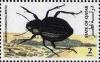 Colnect-3478-604-Arabian-darkling-beetle.jpg