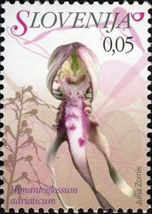 Colnect-712-502-Himantoglossum-adriaticum---Adriatic-Lizard-Orchid.jpg
