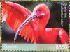 Colnect-5034-665-Scarlet-Ibis----Eudocimus-ruber.jpg