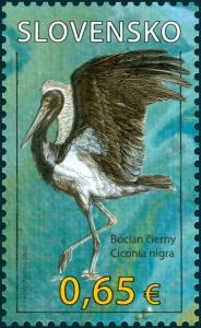 Black-Stork-Ciconia-nigra.jpg