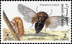 Colnect-4169-086-Arabian-Cicada-Platypleura-arabica.jpg