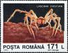 Colnect-4905-407-Cave-Spider-Lascona-cristiani.jpg
