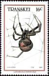 Colnect-5966-049-Black-Widow-Spider-Latrodectus-indistinctus.jpg