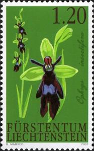 Colnect-703-537-Fly-Orchid-Orphrys-insectifera.jpg