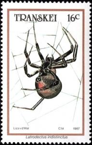 Colnect-5966-049-Black-Widow-Spider-Latrodectus-indistinctus.jpg