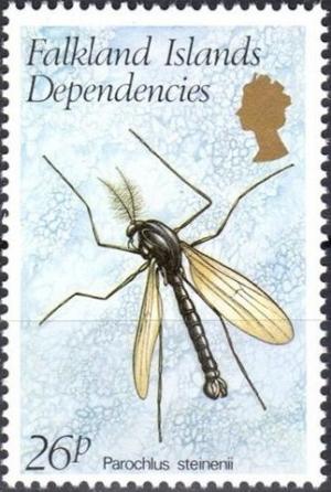 Colnect-1954-528-Winged-Midge-Parochlus-steinenii.jpg