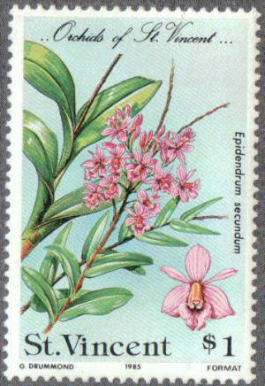 Colnect-2700-367-Epidendrum-secundum.jpg