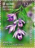 Colnect-6297-855-Vesak-Orchid-Dendrobium-maccarthiae.jpg