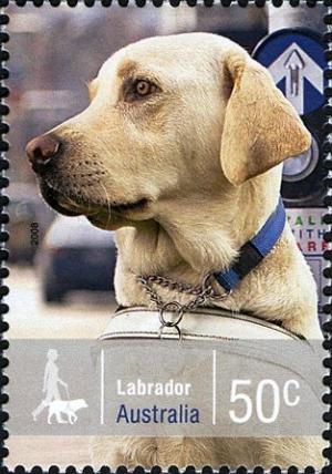 Colnect-472-688-Labrador-Retriever-Canis-lupus-familiaris.jpg