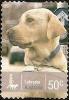 Colnect-1080-644-Labrador-Retriever-Canis-lupus-familiaris.jpg