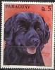 Colnect-1268-032-Labrador-Retriever-Canis-lupus-familiaris.jpg