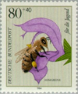 Colnect-153-376-Honey-Bee-Apis-mellifera-Meadow-Sage-Salvia-pratensis.jpg