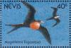 Colnect-1646-388-Magnificent-Frigatebird-Fregata-magnificens.jpg