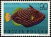 Colnect-2111-306-Orange-lined-Triggerfish-Balistapus-undulatus.jpg