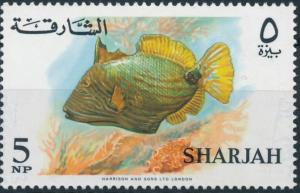 Colnect-5635-953-Orange-lined-Triggerfish-Balistapus-undulatus.jpg
