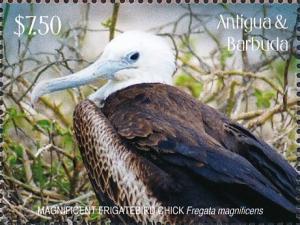 Colnect-6359-417-Magnificent-Frigatebird-Fregata-magnificens.jpg