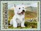 Colnect-5576-668-West-Highland-White-terrier.jpg