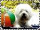 Colnect-6233-609-West-Highland-white-terrier.jpg