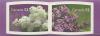 Colnect-1303-845-White-Lilac-Deep-Purple-Lilac.jpg