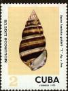 Colnect-4828-627-Cuba-Tree-Snail-Liguus-fasciatus-guitarti.jpg