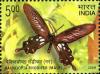 Colnect-6210-072-Andaman-Clubtail-Pachliopta-rhodifer---Male.jpg