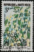 Colnect-2453-257-Opilia-celtidifolia.jpg