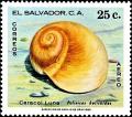 Colnect-2680-148-Moon-Snail-Polinices-helicoides.jpg