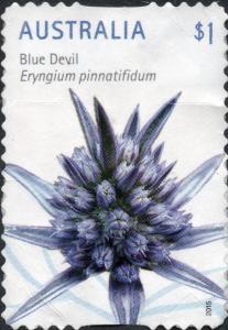 Colnect-6011-982-Blue-Devil-Eryngium-pinnatifidum.jpg