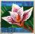 Colnect-4504-908-Maxillaria-sanderiana.jpg