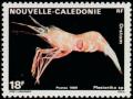 Colnect-854-556-Shrimp-Plesionika-sp.jpg