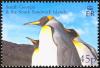 Colnect-4571-622-King-Penguin-Aptenodytes-patagonicus.jpg