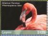 Colnect-5034-661-American-Flamingo----Phoenicopterus-ruber.jpg