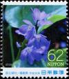 Colnect-5371-551-Water-Hyacinth-Monochoria-korsakowii.jpg
