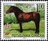 Colnect-577-644-Bosnian-Mountain-Horse-Equus-ferus-caballus.jpg