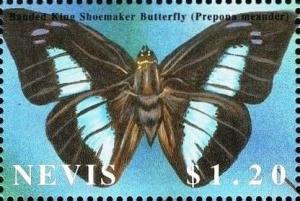 Colnect-4411-257-Banded-king-shoemaker-butterfly.jpg